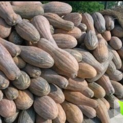 湖北嘉鱼蜜本南瓜：潘家湾刘国杰