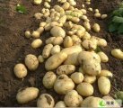 河南省南阳市金华万亩优质土豆