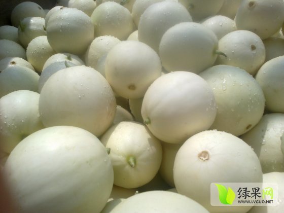 2014年陕西蒲城脆宝价格
