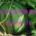 山东泗水双星：泗河街李先生