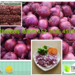 河南通许红皮洋葱0.13/斤