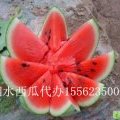 山东泗水京欣每年51节前后大量上市