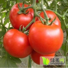 山东平度和谐大红西红柿：南村镇于波