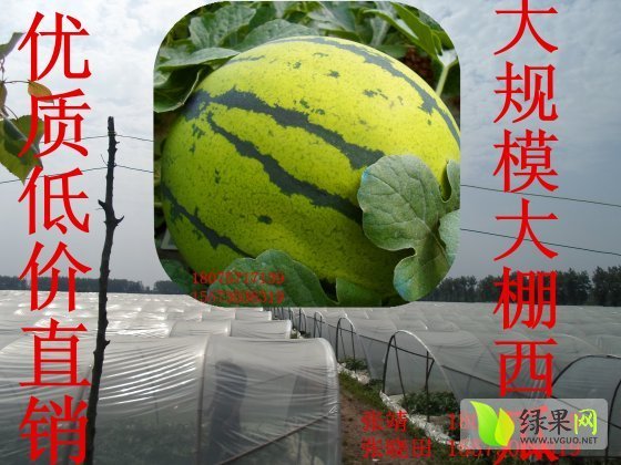 2014年湖南君山久甜二号价格
