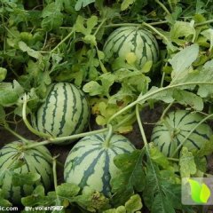 河南中牟京欣西瓜，黑皮无籽：韩寺镇李川