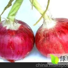 山东莘县红皮洋葱：冯海村冯言民
