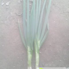 江苏丰县大量寒葱 5月上市