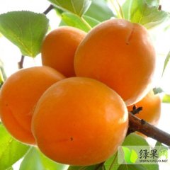 陕西礼泉金太阳杏：城关镇裴经理