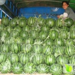 西瓜陕西京欣西瓜价格京欣西瓜出售
