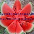 河北保定清苑县大棚西瓜上市火爆销售中！