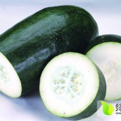 湖北子弹头黑皮冬瓜：嘉鱼县叶良义