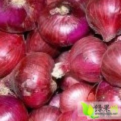 山东莘县红皮洋葱：河店镇杨青云