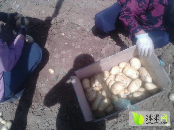 荷兰十五价格