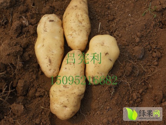荷兰十五价格