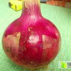 河南沁阳红皮洋葱：柏乡镇卫二琳