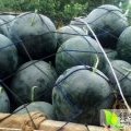 河南扶沟花皮无籽：吕潭乡宋春江