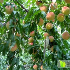 湖北宜城新禧腩：邓林加贺伟