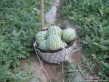 江蘇新沂8424西瓜：華豐村謝會(huì)全