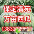 保定市清苑县万亩西瓜基地大量上市