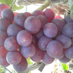 山东单县巨峰葡萄红无核陆续上市