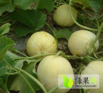 2014年辽宁黑山航天奇迹价格