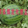 泗水县泗张镇京欣西瓜大量上市