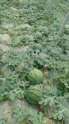 2014年山东寒亭凤光价格