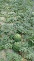 山东潍坊凤光西瓜产区