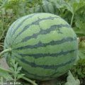 江苏新沂8424西瓜已经上市