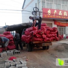 山东安丘红皮洋葱上市了价格合理