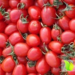 山东莘县千禧圣女果价格良好