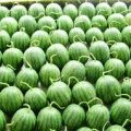 陕西蒲城天下一：龙池乡屈喜荣