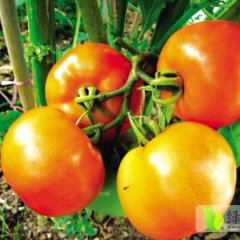 山东临淄西红柿基地西红柿热销中