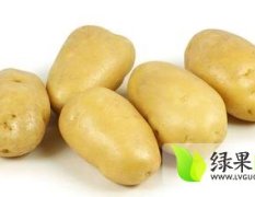 河南偃师有大批荷兰十五土豆已经上市