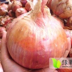 江苏丰县代收代存红皮洋葱 物美价廉