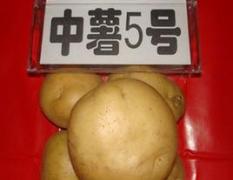 河南邓州中薯上市量大 价格下滑