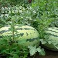 预售2014年湖北黄冈蕲春新鲜西瓜大别山特产