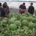 河北巨鹿京欣西瓜上市早 价格合理