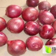 河南汝州万亩红皮洋葱已大量上市