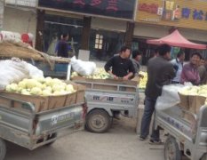 安徽砀山郁金香甜瓜产地种植量大 价格低