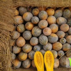 广西南瓜：武鸣县城周边潘汉伟