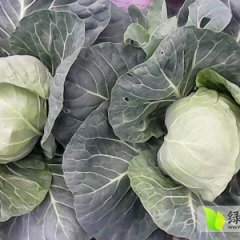 急售100亩铁头50甘蓝 价格面谈