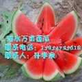 山东泗水京欣西瓜种植基地开始供应西瓜啦