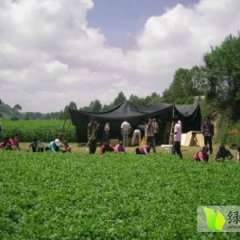 甘肃安定美国西芹6月份上市