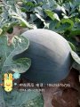 河南中牟黑皮无籽西瓜上市中