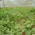 河北清苑京欣西瓜上市期持续3个月
