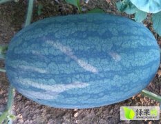 广西黑美人：驮卢镇大瓜农