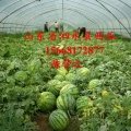 山东泗水京欣：金庄镇陈营之