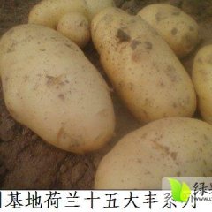 山东滕州荷兰十五土豆生产基地
