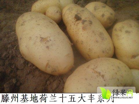 2014年山东滕州荷兰十五价格